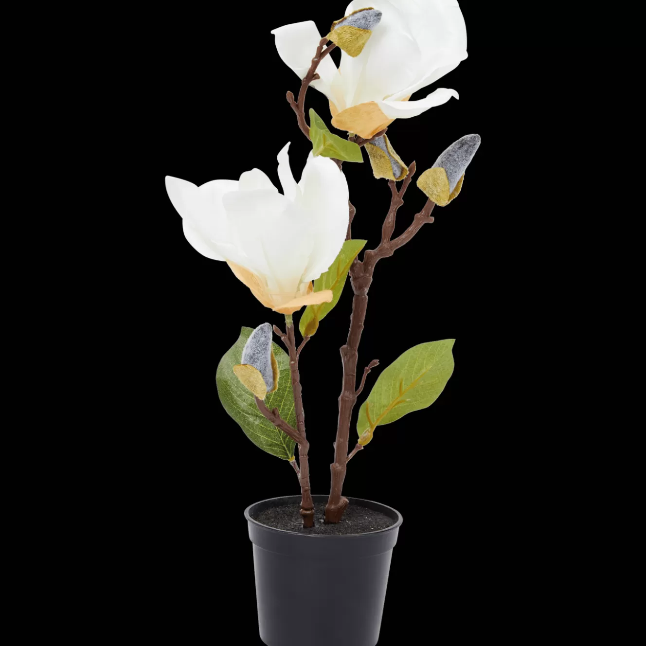 Action Kunstmagnolia in pot